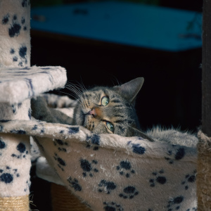 Freigängerin im Tierheim, schüchtern, 